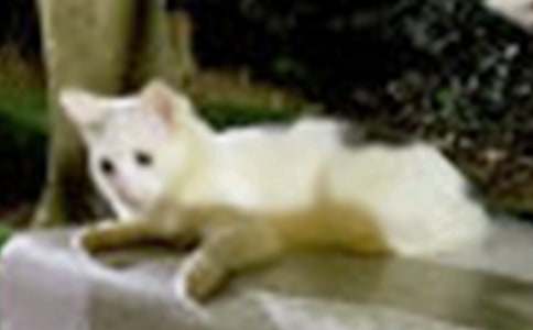 �ɐ۵�С؈���ķ��������x77ƪ��