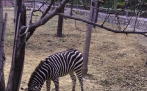 �P�ڰ��R����Ԓ�}С�W���ľ��x