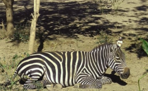 ���R��С�W����