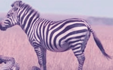 幼兒童話故事:小斑馬的苦惱