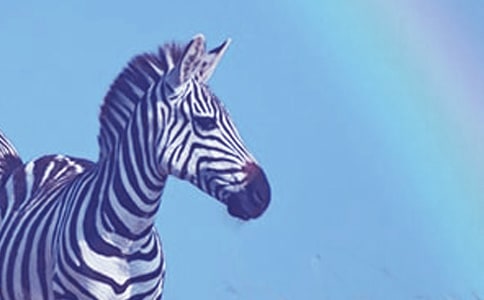 睡前童話故事:小斑馬的花衣裳