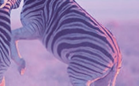 千里馬與斑馬想象作文