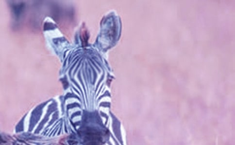 過斑馬線作文800字