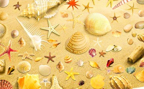 關(guān)于貝殼作文1000字