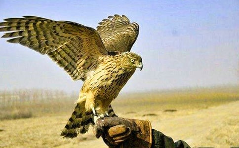 蒼鷹作文600字八篇