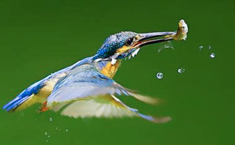 有關(guān)翠鳥的教學(xué)設(shè)計范文