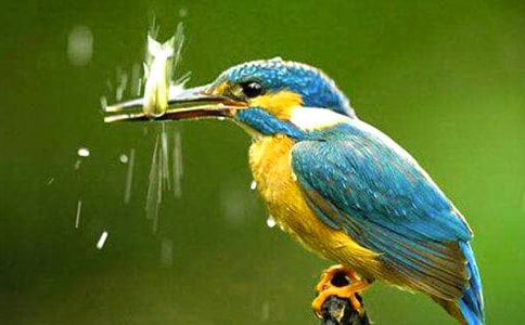 《翠鳥》三課時(shí)優(yōu)秀教學(xué)設(shè)計(jì)