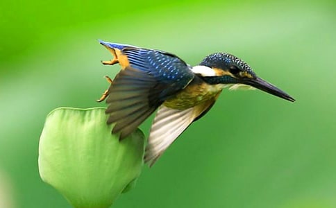 ���������B�̰������x10ƪ��