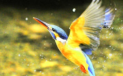 三年級語文《翠鳥》的教學設計優秀范文