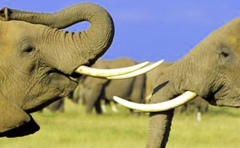 【精華】大象童話作文錦集5篇