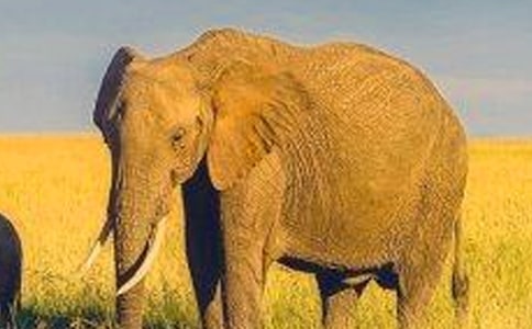 ����̌W�OӋ�n��ʿ������ļ