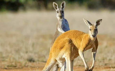 С���Α���󋌋��̰���ͨ��10ƪ��