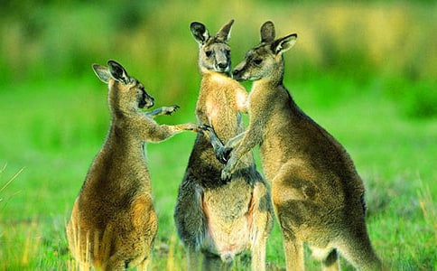 《袋鼠與籠子》讀后感范文