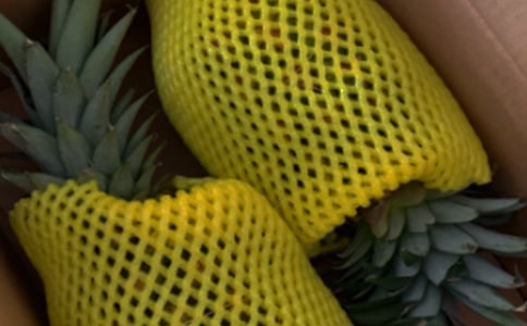 鳳梨鐵蘭的養(yǎng)殖方法