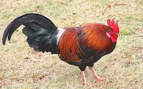 ���Ĺ��u