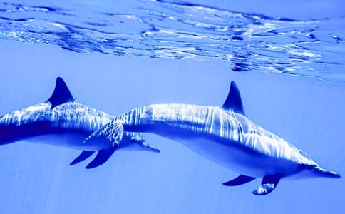 讀藍(lán)色的海豚島有感