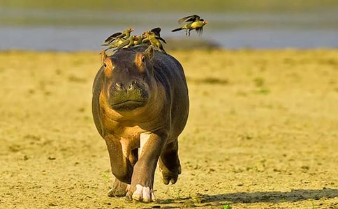 小班語(yǔ)言《河馬大輪船》教案范文