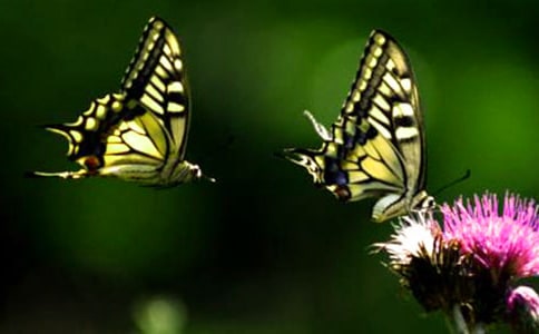 ���_�����������¡�����̌W�OӋ