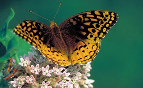 �����������̌W��˼