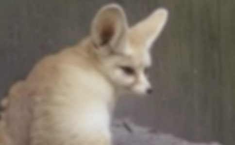 �¾����f�c��؂