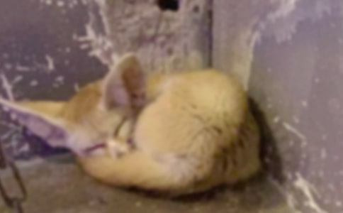 ���ĺ�؂ͯԒ��������