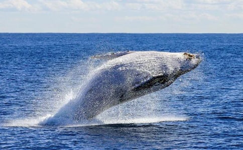 鯨魚作文600字5篇