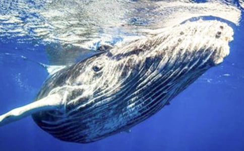 大班語言教案《海螺和大鯨魚》