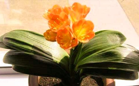 君子蘭應(yīng)該如何養(yǎng)