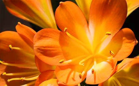 君子蘭連續日記300字