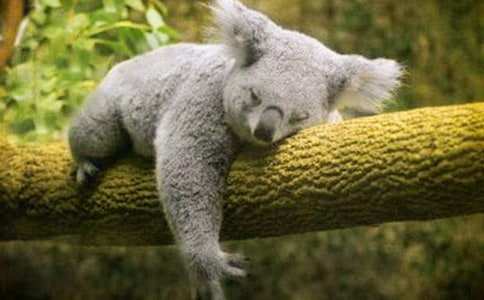 考拉作文300字五篇