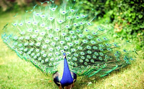 ����ȸ�|���w���h����Ԋԭ��עጷ��g�p��