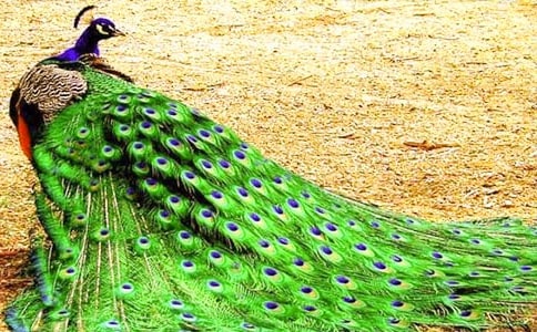 ��ȸ�~��ʲô