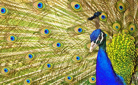 ����ȸ����ʲô�l���m��