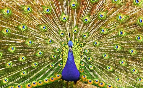 ��ȸ�|���wԭ�ķ��g����