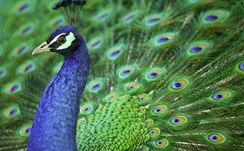 ��ȸ�|���w��ԭ�ļ����g