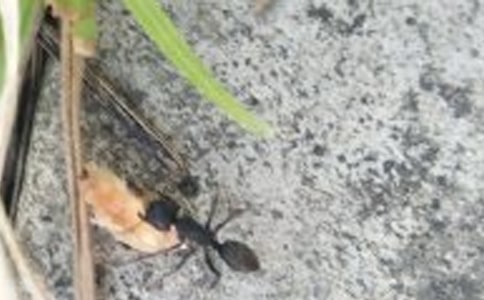 Λρ�^�ӿ��D��Ԓ