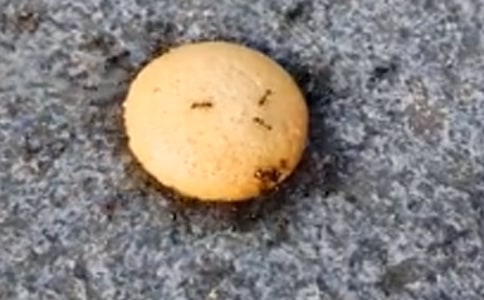 �n�ġ�Λρ���X�X���ă���̌W�OӋ