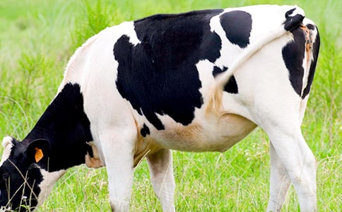 ��ţ����400��10ƪ