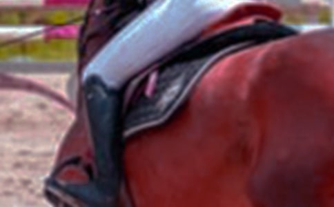 騎馬優秀作文13篇