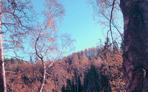 ����˽�Z�Ľ̌W�OӋ