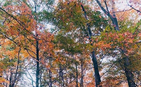 ����Ԋԭ�ķ��g���p��(8ƪ)