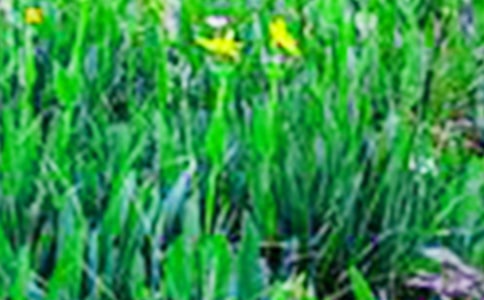 《田野主人豁豁耳》讀后感范文300字