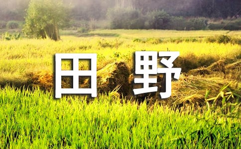 田野的風(fēng)作文800字
