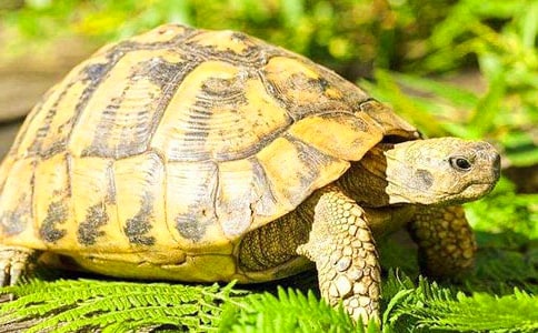 С�������ĳ���(15ƪ)