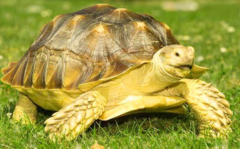 С�������ľ�Ʒ(15ƪ)