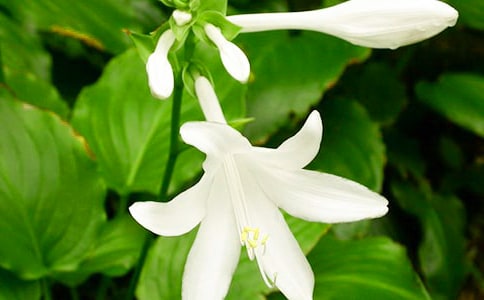 ҹ���㻨�Ľ�B