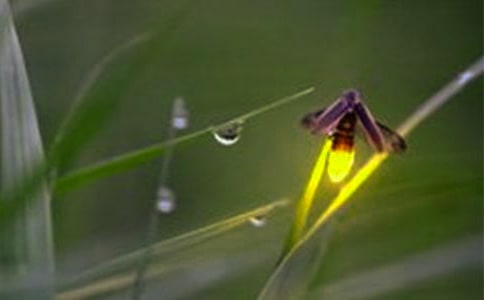 螢火蟲作文【優秀14篇】