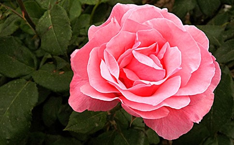 �茑�¼���Ԋ��