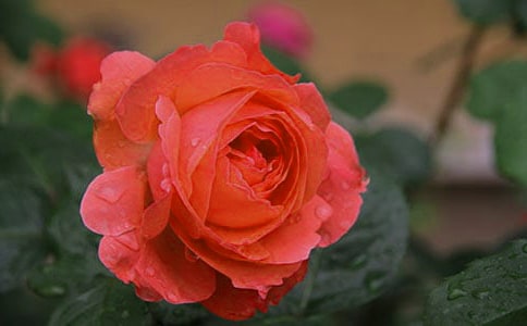 �¼��ȃ�(y��u)��T���l(f��)�Ը�