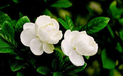 課文茉莉花的教學反思